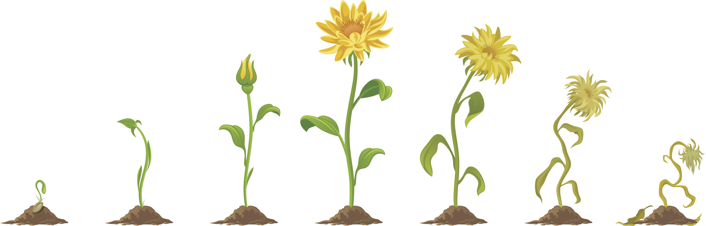 Стадии роста цветка. Фазы роста цветка. Этапы роста цветка для дошкольников. Этапы роста цветка из семечка.